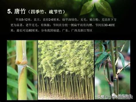 觀賞竹品種 戒指戴在脖子上